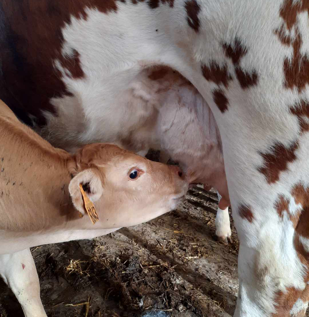 Les colis et demi-gros des eleveurs du pays d'auge - boucherie, charcuterie, traiteur - Le Breuil en Auge